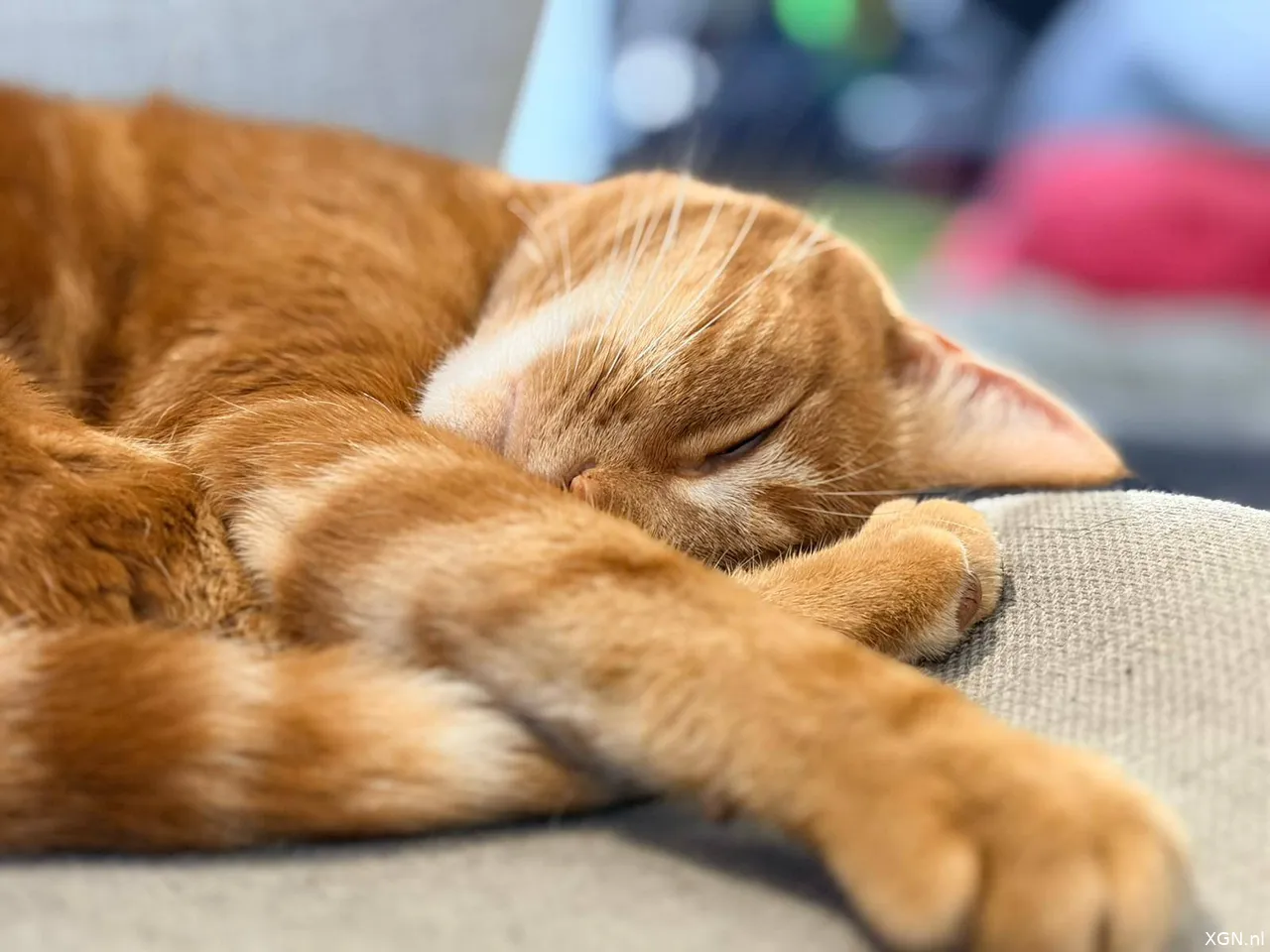 iPhone 17 Photos xgn Review Ibra